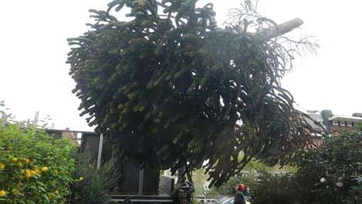 kappen bomen opruimen bomen tuin tuinaanleg hovenier coniferen opruimen Goirle Haghorst puur tuinen Helmond Amsterdam Hintham Roosendaal Reusel-De Mierden  Hulsel Heeze-Leende Gemert-Bakel  Rucphen MoerdijkLoon op Zand  